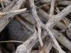 hare_hiding_wood_pile.jpg