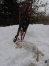 hare_snowshoes_feb_02.jpg