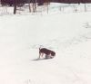 pup_retrieving_rabbit.jpg