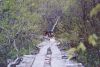 pup_running_pallet_trail.jpg