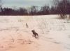 puppy_chasing_rabbit3.jpg