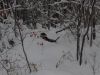 snow_dogs2.jpg