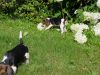 1pups04.jpg