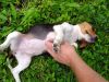 3pup04.jpg