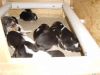 katies-pups-04-whelpingbox.jpg