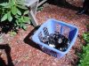 katies-pups-04.jpg