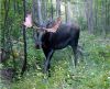 moose2.jpg