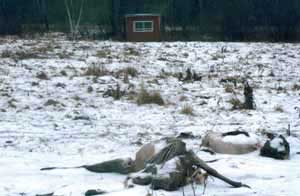 NH Coyote Hunting over bait.